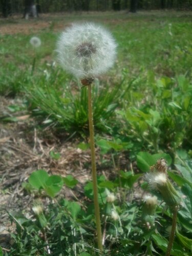 Dandelion image