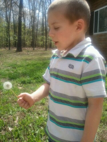 Jackson's dandelion image