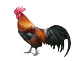 Day 9 Connection Icon: rooster