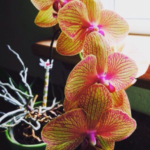 This orchid plant was given to me by a dear friend after one of my miscarriages. It almost always blooms around the time of year that one of the babies we lost went to Heaven. God continues to encourage and bring peace year after year through this beautiful plant.